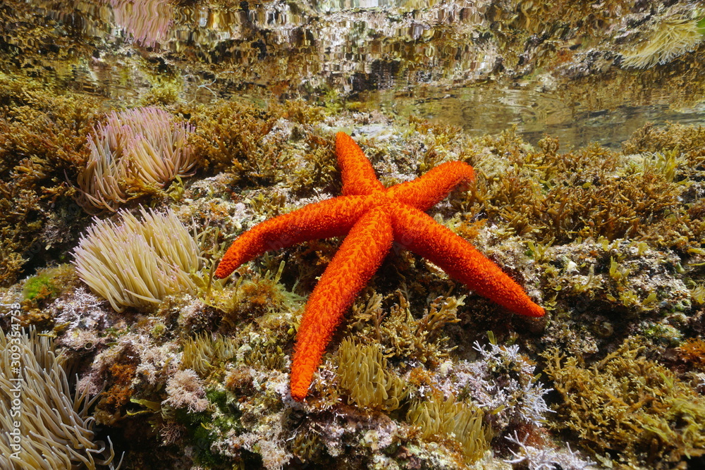 Close-up of a Mediterranean red sea star underwater, Echinaster sepositus, Mediterranean sea, France Close-up of a Mediterranean red sea star underwater, Echinaster sepositus, Mediterranean sea, France