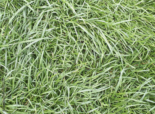 grass nature background