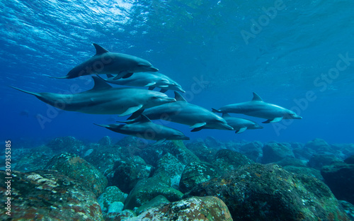 Valokuvatapetti dolphins underwater photography