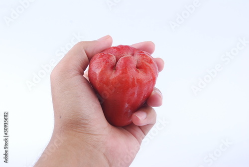 Hand hold Rose apple isolated on the white background