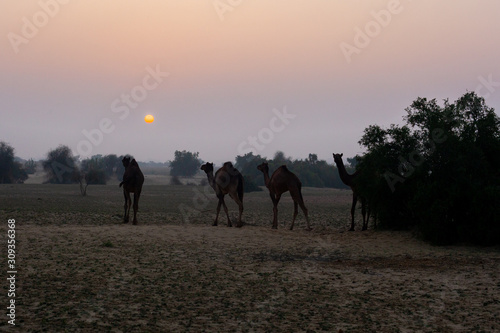 Wild camels at sunset in the Thar desert close from Jaisalmer, India