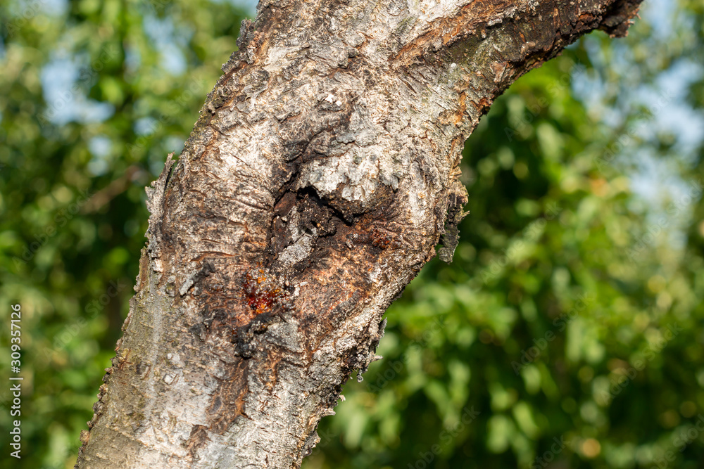 Fototapeta premium diseased bark and trunk of a peach and nectarine tree. Close-up macro, rot and garden pests