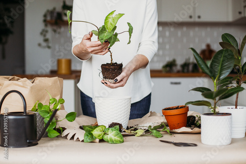 Woman holding plant, syngonium sprout. photo