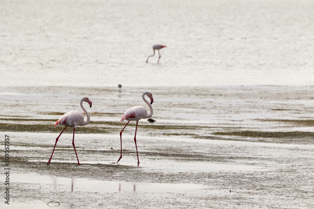 Three flamingos in the lagoon of Langebaan