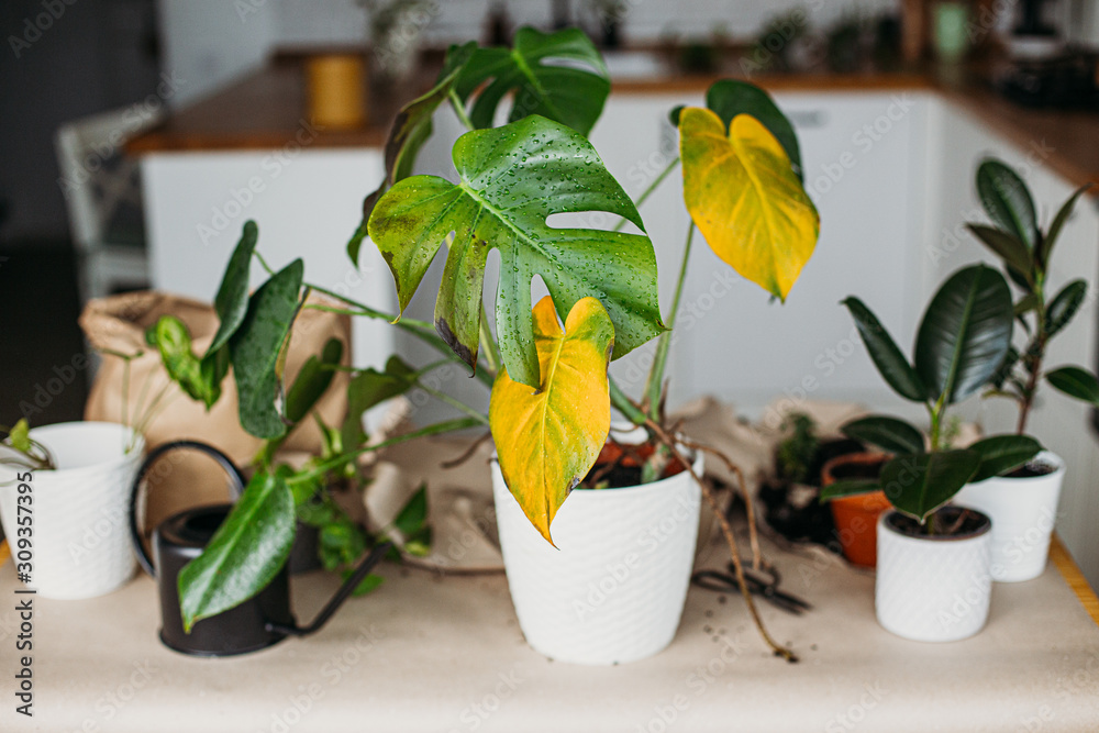 Sick monstera plant with yellow leaves Photos | Adobe Stock