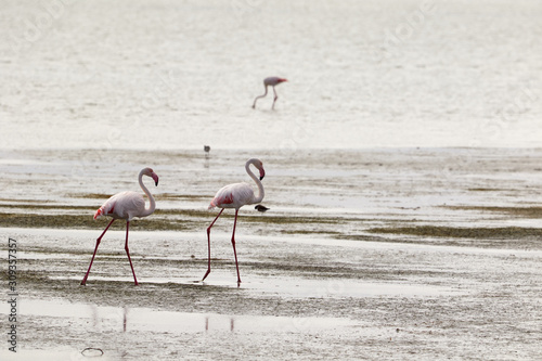 Three flamingos in the lagoon of Langebaan photo
