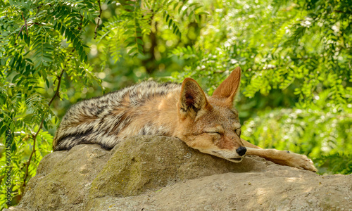 coyote resting on a rock