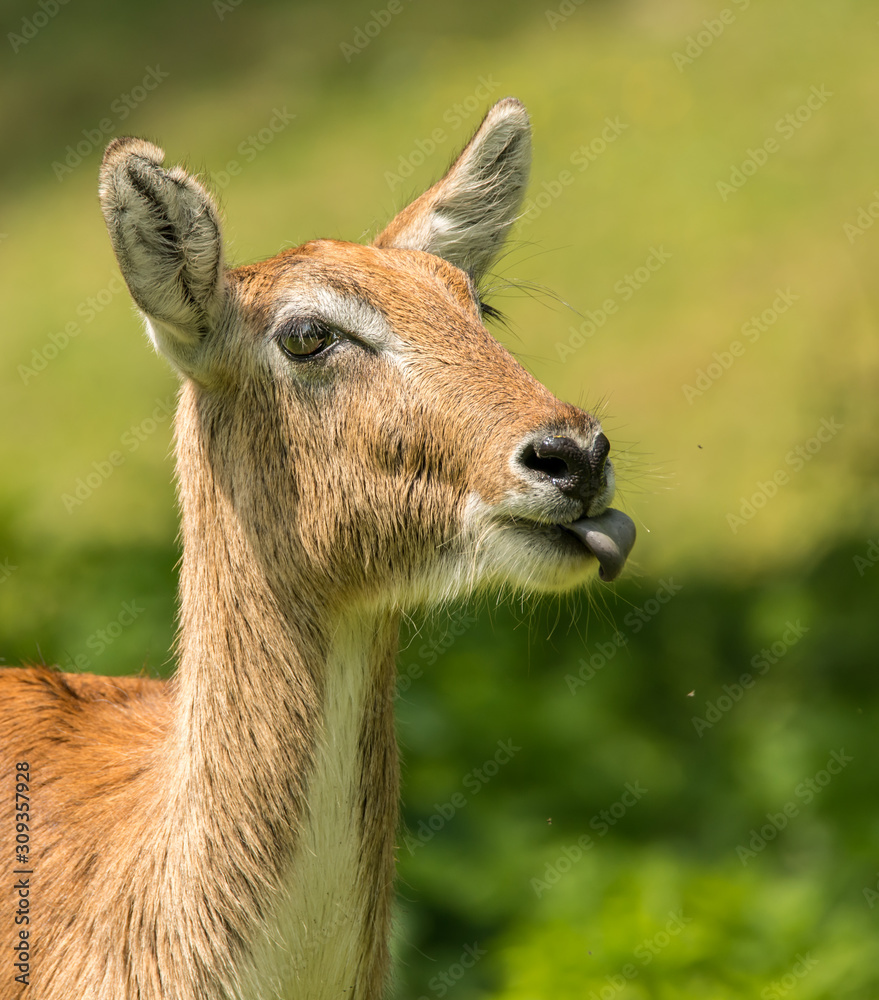 portrait of antelope with tongue out