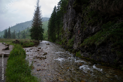 small brook in the valley of Koscielisko, Tatra Mountains, Poland