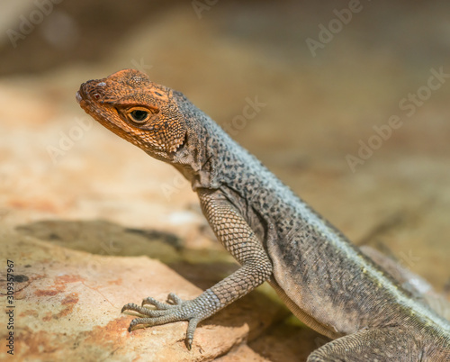 small galapago lava lizard with orange head