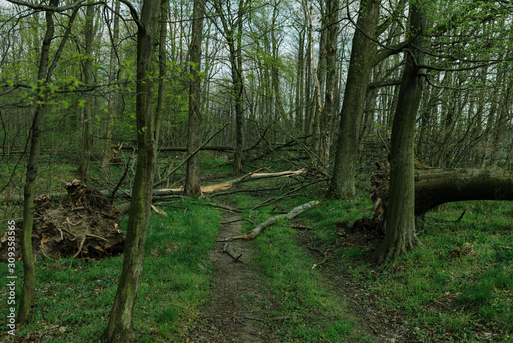 ordinary path through the forest with broken trees after heavy wind