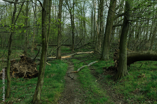 ordinary path through the forest with broken trees after heavy wind © irontrybex