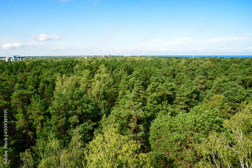 Beautiful view on Baltic sea and pine forest from the observation deck in Dzintari Park, Jurmala, Latvia
