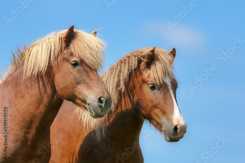 Two Icelandic horses looking attentively and cock their ears forward, light-colored sorrel ponies, a reddish-brown coat color with flaxen manes 