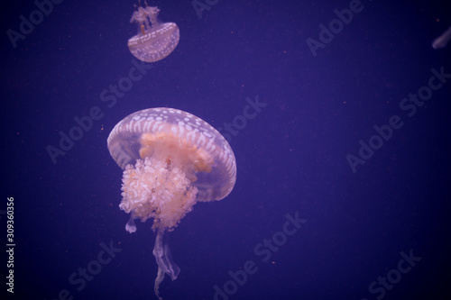 Jelly fish swimming in an aquarium