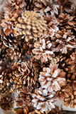 pine cones macro close up