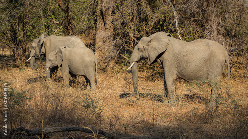 Side view of three elephants feeding in the grassland