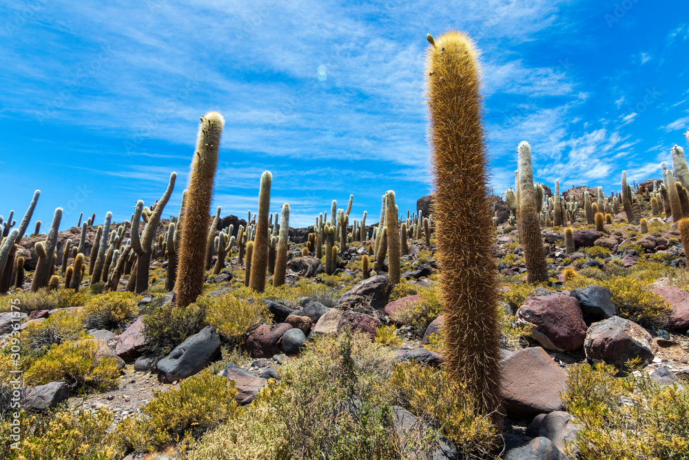 Cactus at Incahuasi island, at Salar de Uyuni is largest salt flat in the world in Bolivia.