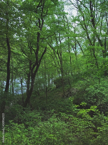 trees in the forest