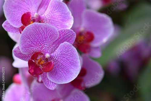 Close-up hanging fresh branch of a bright lilac orchid with text space