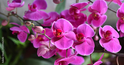 Fresh branch with bright lilac orchid flowers close-up. The concept of aromas and beauty