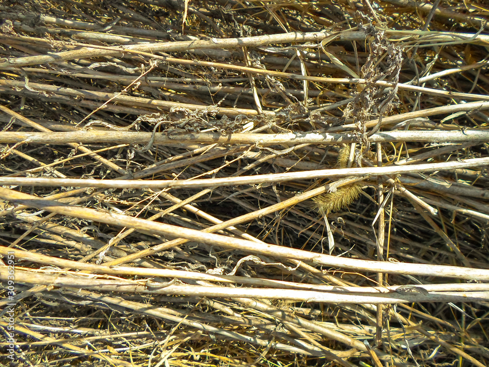 dry grass, lots of hay background pattern dry grass, lots of hay background pattern