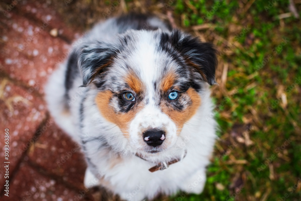 Top view of a beautiful 8 week old little dog. Selective focus on the Australian Shepherd puppy's face. He has one blue eye and one brown.