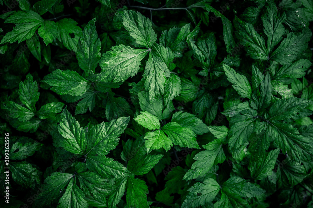 Natural green background of green leaves Natural green background of green leaves