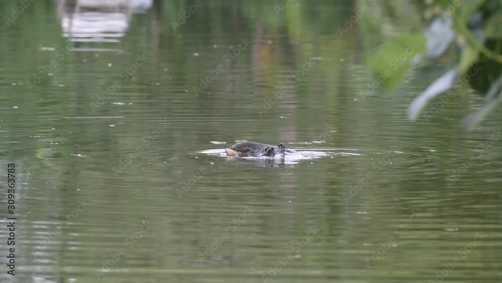 The monitor lizards fight or breed in the water. The monitor lizards fight or breed in the water.