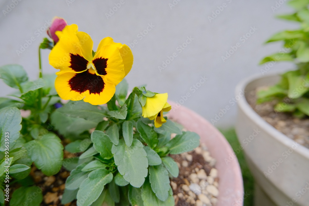 笑った顔に見えるパンジー Stock 写真 Adobe Stock 笑った顔に見えるパンジー Stock 写真 Adobe Stock