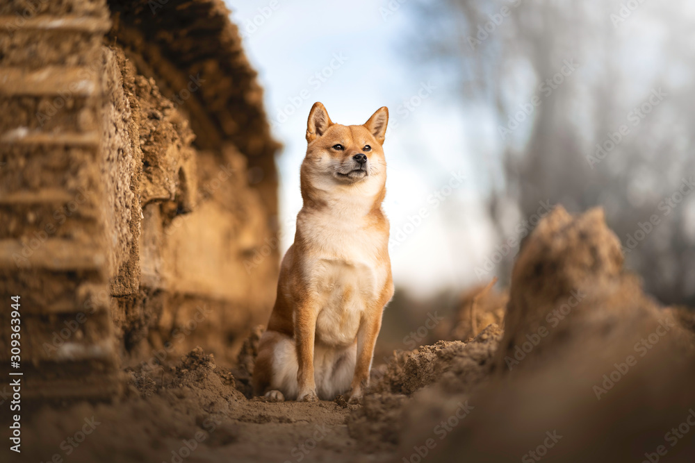 shibainu dans la terre sur un chantier shibainu dans la terre sur un chantier