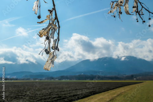 A close up on a branch of a tree. There are few dried leaves and fruits hanging on it. Nature getting ready for winter. In the back there are tall Austrian Alps, quilt covered with clouds. photo