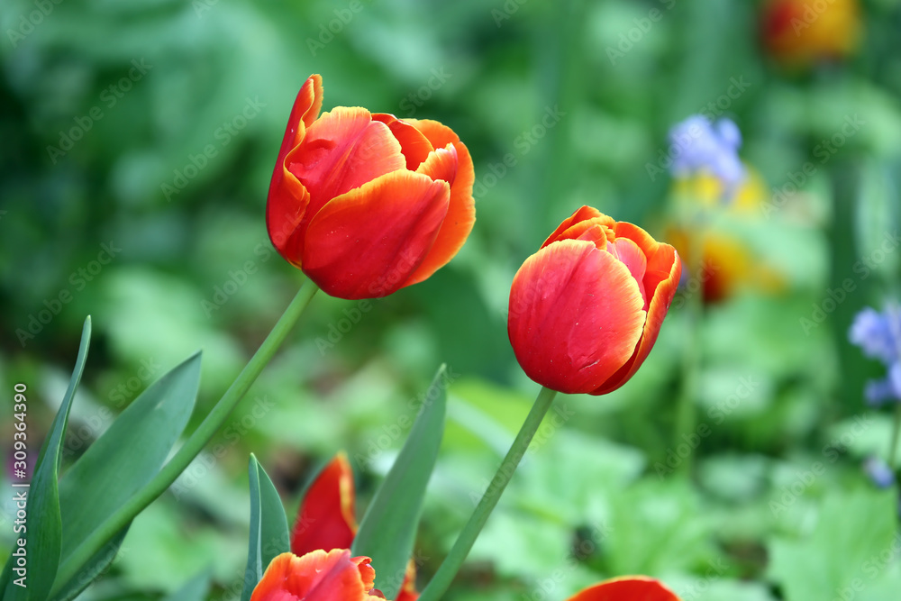 Two beautiful red tulips growing in a garden. Two beautiful red tulips growing in a garden.