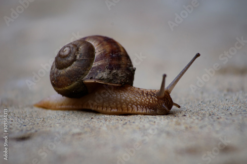 snail on a walk