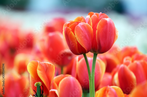 Macro shot of a beautiful red tulip in a field of red tulips.