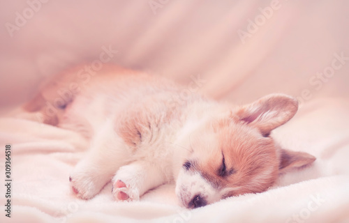 cute little Corgi dog puppy with big ears sleeps sweetly on a white fluffy blanket stretching legs © nataba