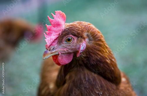 Close up portrait shot of a hyline-brown chicken in Victoria, Australia. photo