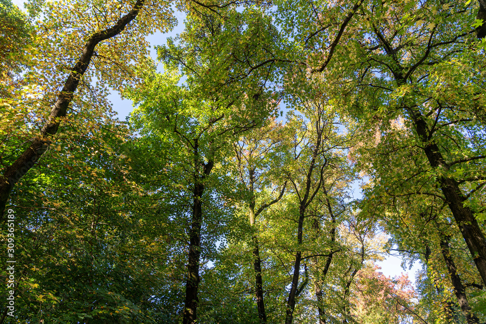 Fototapeta premium Foliage at fall in the Monza Park
