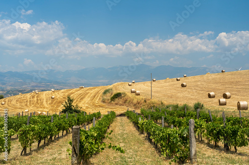 Summer landscape in Calabria  Italy  near Spezzano Albanese