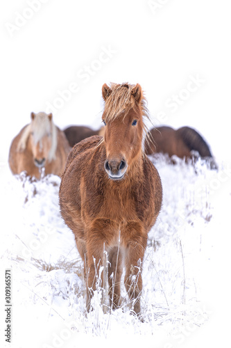 Iceland 2019