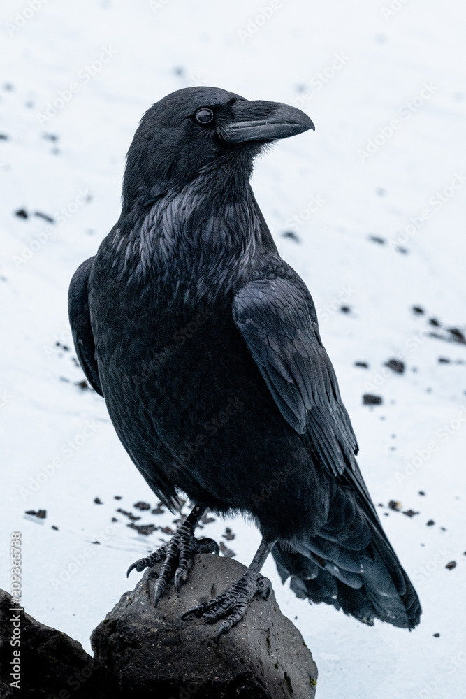 Fototapeta premium Iceland 2019