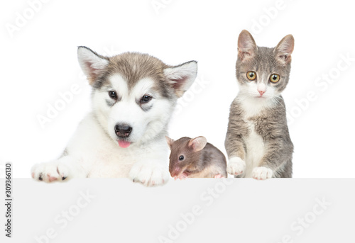 Cat, dog and mouse look over empty white banner. isolated on white background