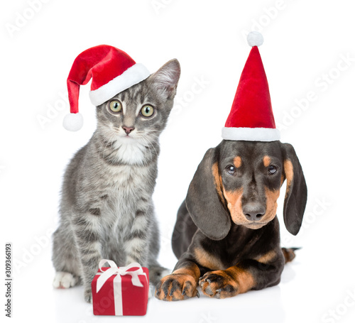 Dachshund puppy and gray kitten wearing a red christmas hats sit together with gift box. isolated on white background © Ermolaev Alexandr