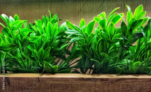 fresh herbs on wooden background