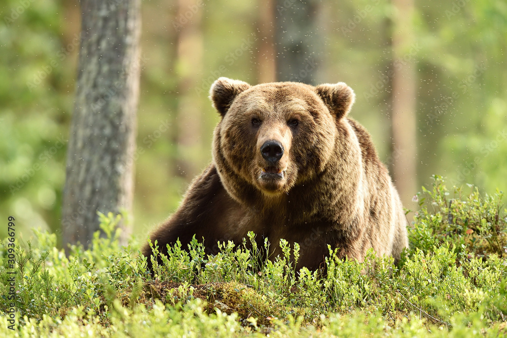 Big male brown bear in forest landscape Big male brown bear in forest landscape