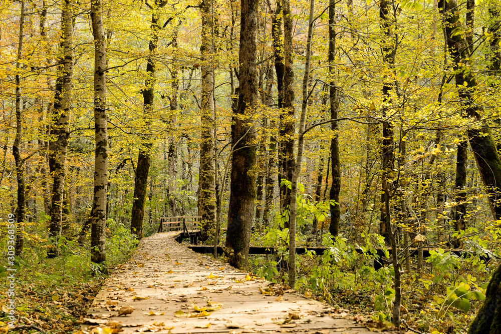 Obraz premium A path in the middle of a deciduous forest in Croatia