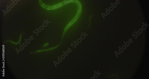 Highlighted green microorganisms, c-elegans (Caenorhabditis elegans) nematode worms under the microscope, moving in a petri dish, macro shot. BMPCC 4K. Biochemistry, pharmaceutical medicine,science   photo