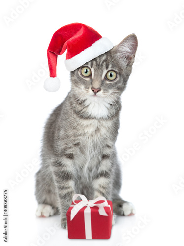 Tabby cat wearing a red christmas hat  sits with gift box and looks at camera. isolated on white background