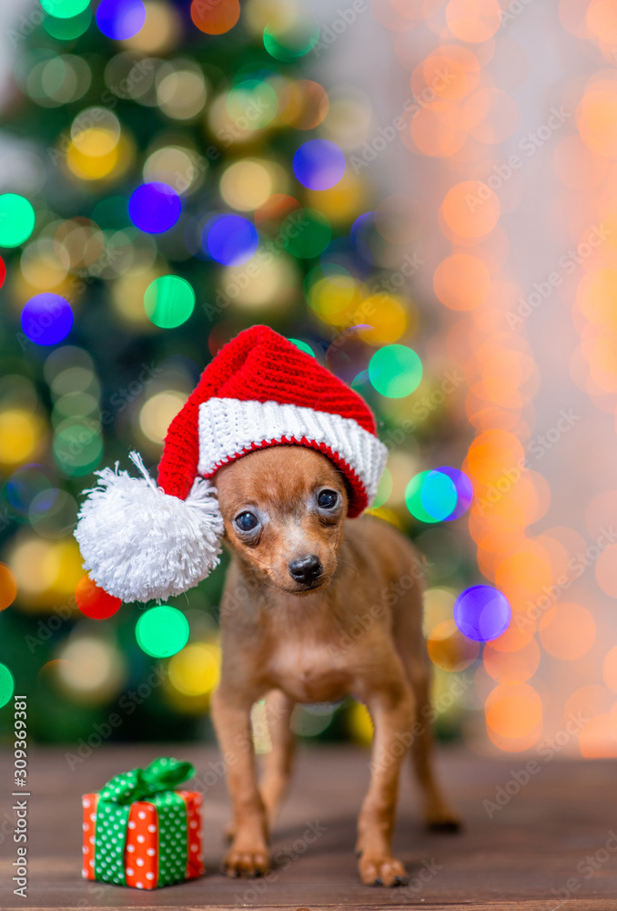 Funny tiny toy terrier puppy wearing a red santa hat with pompon stands with gift box on festive Christmas background