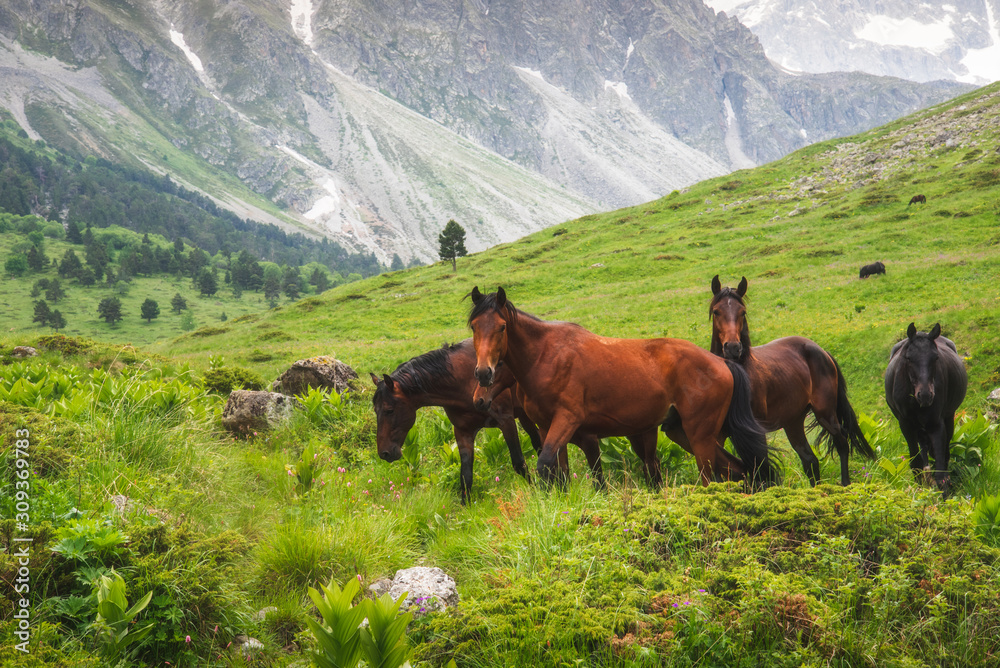 Wild horses are walking on a green meadow against the backdrop of mountains with soft focus